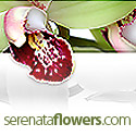 Serenata Flowers